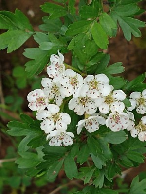 photo of Hawthorn