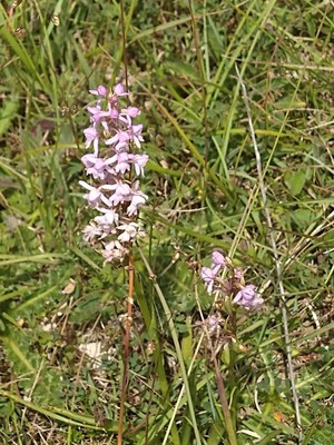 photo of Heath Fragrant Orchid