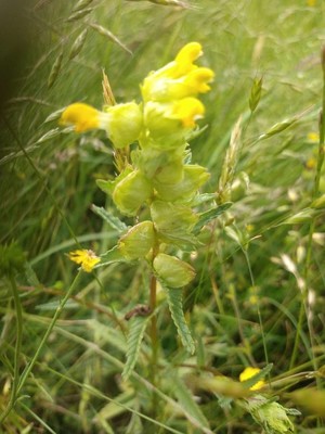 photo of Yellow Rattle