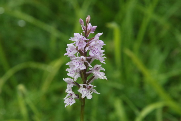 photo of Common Spotted Orchid