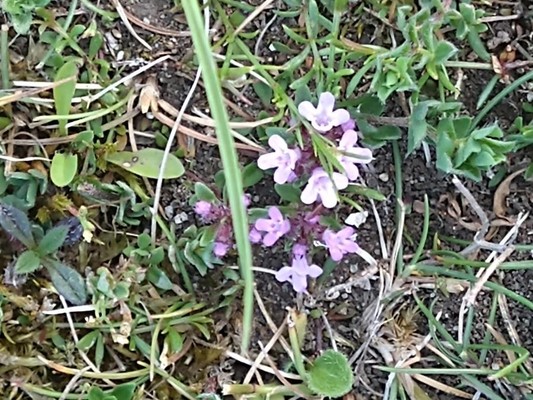 photo of Wild Thyme