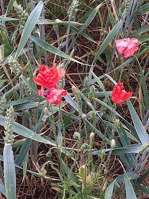 photo of Common Poppy