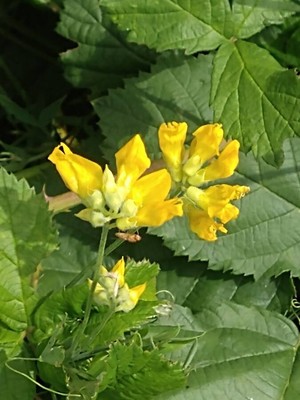 photo of Meadow Vetchling
