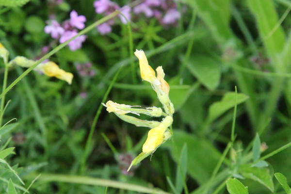 photo of Meadow Vetchling
