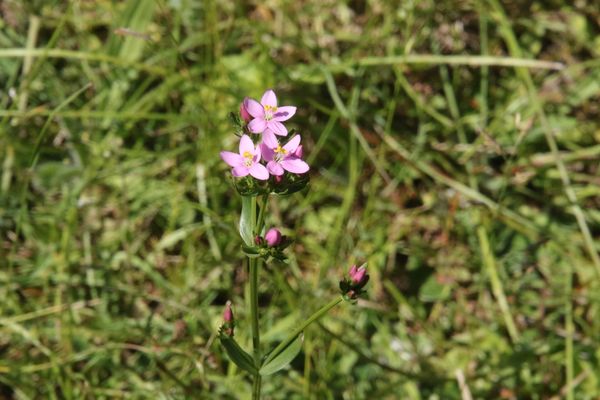 photo of Common Centaury