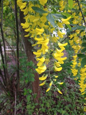 photo of Common Laburnum