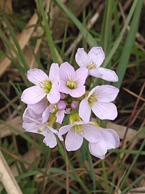 photo of Cuckoo Flower