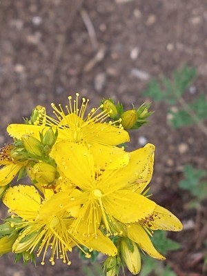 photo of Perforate St. John's Wort