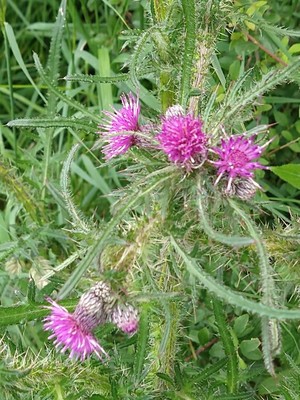 photo of Marsh Thistle