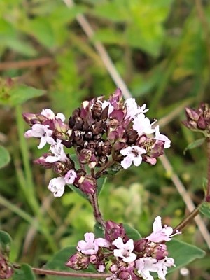 photo of Wild Marjoram