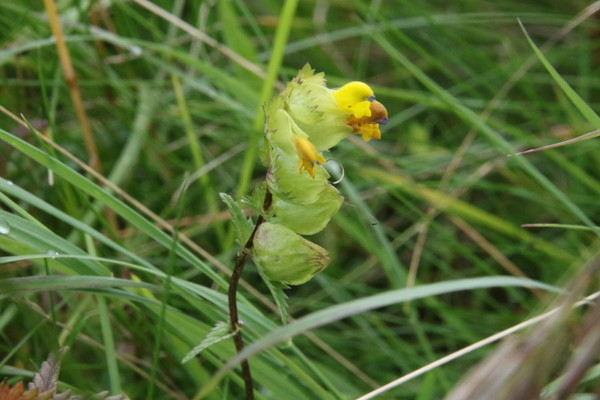 photo of Yellow Rattle