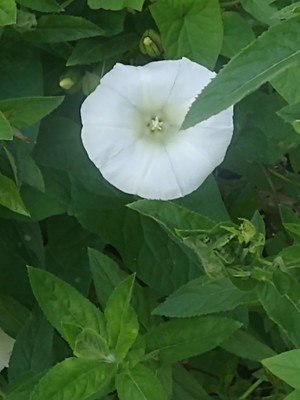 photo of Hedge Bindweed