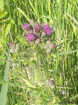 photo of Marsh Thistle