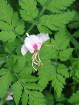 photo of Herb Robert