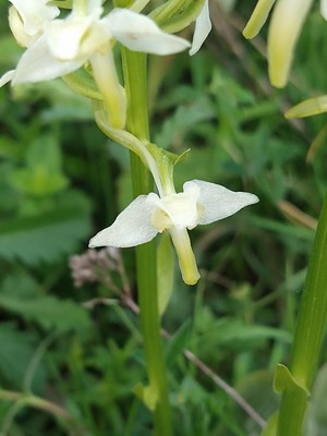 photo of Greater Butterfly Orchid