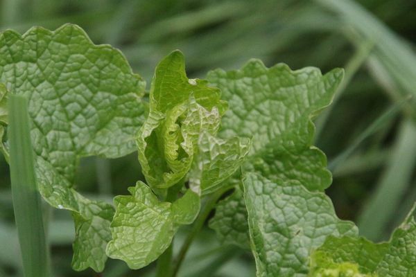 photo of Garlic Mustard