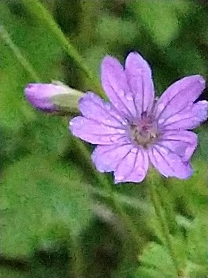photo of Hedgerow Crane's Bill