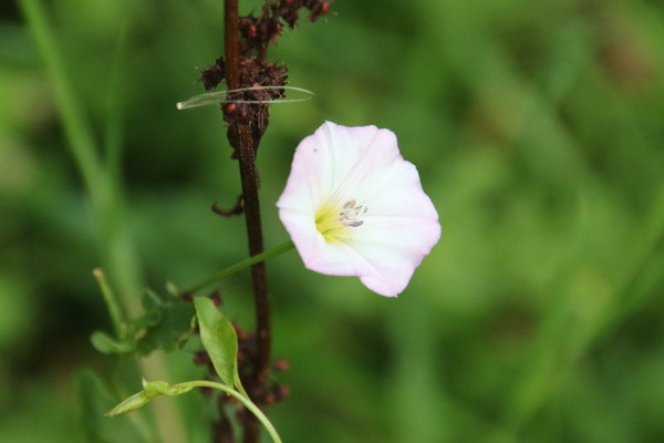 photo of Field Bindweed