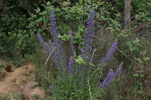 photo of Vipers Bugloss