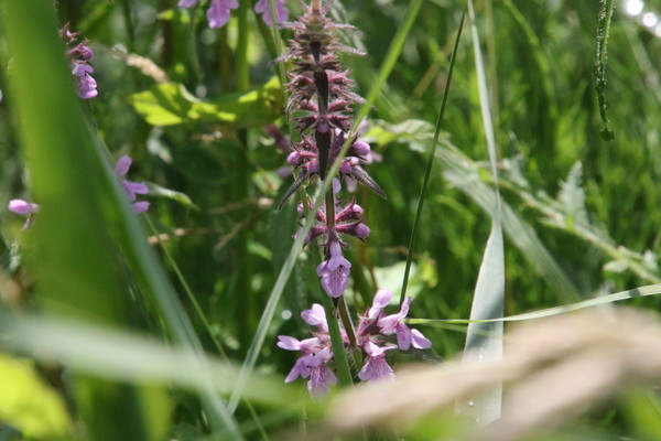 photo of Marsh Woundwort