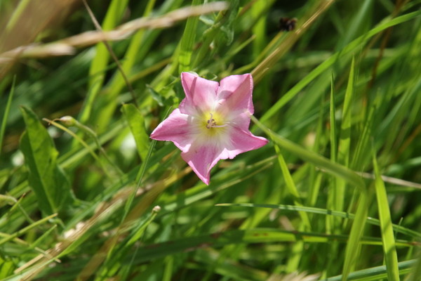 photo of Field Bindweed