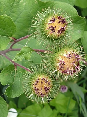 photo of Lesser Burdock