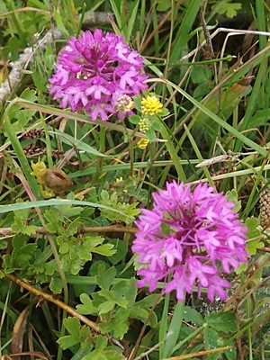 photo of Pyramidal Orchid