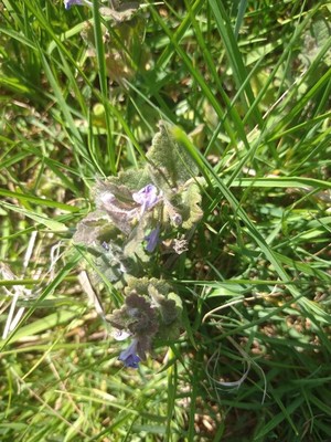 photo of Ground Ivy