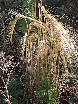 photo of Barley