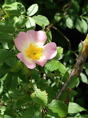 photo of Common Dog Rose
