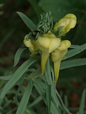 photo of Common Toadflax
