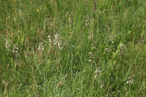 photo of Marsh Helleborine