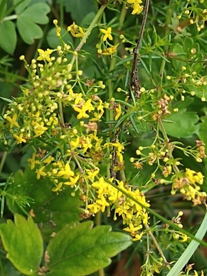 photo of Lady's Bedstraw