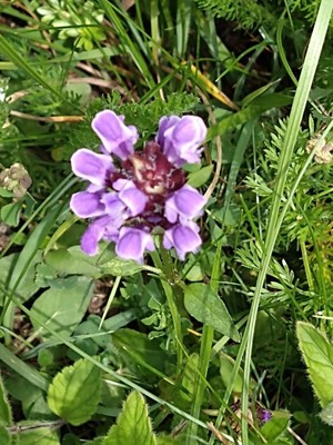 photo of Selfheal