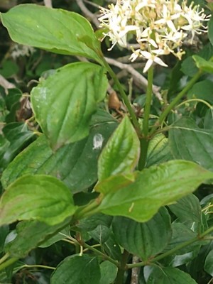 photo of Dogwood