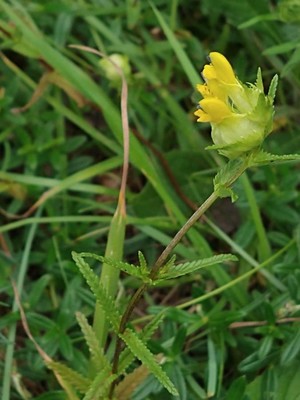 photo of Yellow Rattle