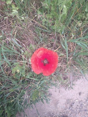 photo of Common Poppy