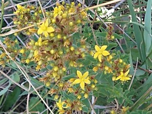 photo of Square Stalked St John's Wort