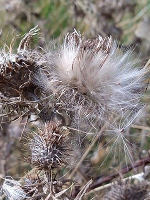 photo of Spear Thistle