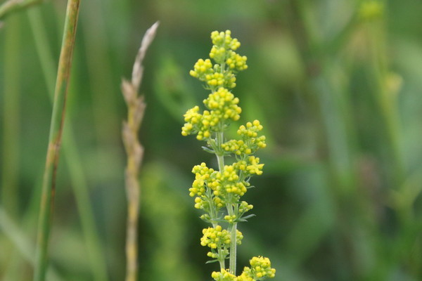 photo of Lady's Bedstraw