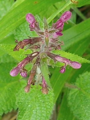 photo of Hedge Woundwort