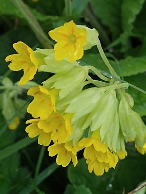 photo of Cowslip