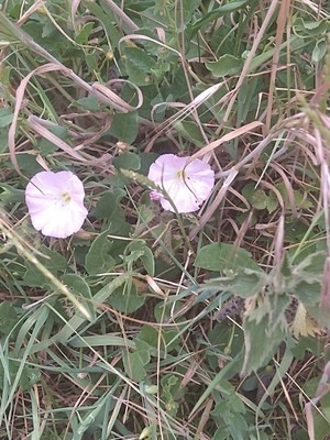 photo of Field Bindweed