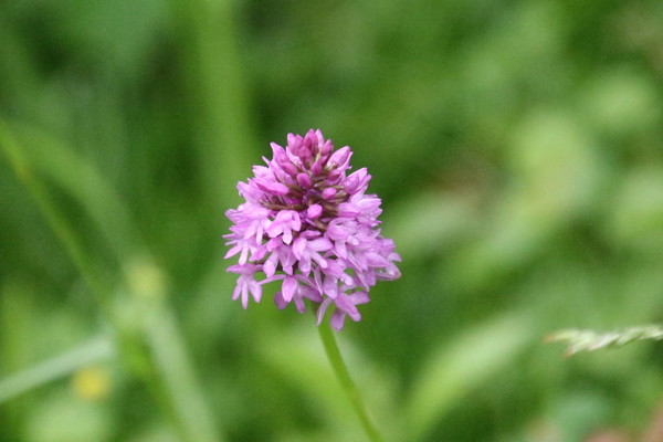 photo of Pyramidal Orchid