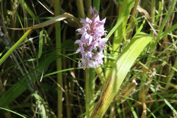 photo of Common Spotted Orchid