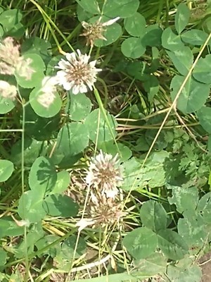 photo of White Clover