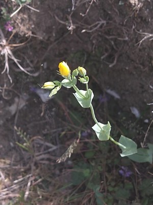 photo of Yellow Wort