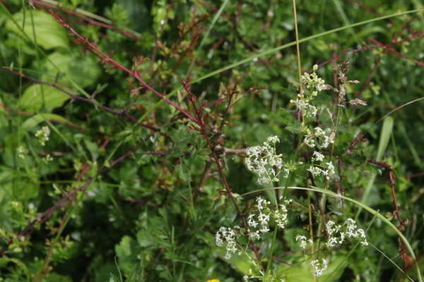 photo of Hedge Bedstraw