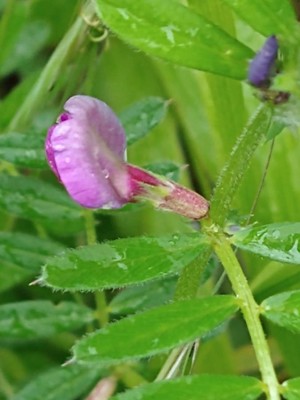 photo of Common Vetch