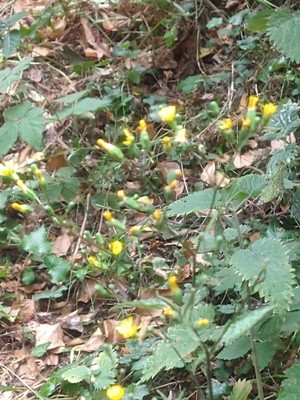 photo of Nipplewort